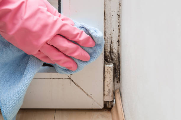 Best Attic Mold Removal  in Perry, LA